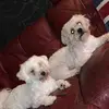 Shelley Ingram159 - @shelleyingram159 - TikTok