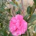 Shelley Ingram - Facebook