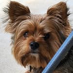 Shelley Jacobs - @yorkie.mom7 - Instagram