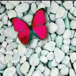 shelleymarcus - @rainbow_illusion04 - Instagram