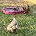 Shelley Rosenberg - Facebook