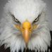 Shelly Pear Saylor - Facebook