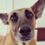 Shelley Sharp - @moose_from_mexico - Instagram