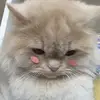 shelleybean - @small.shelley - TikTok