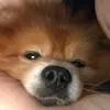 shelleygrahamsmall - @samthepomeranian1 - TikTok