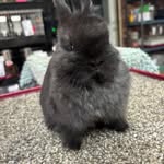 Shelley Spaulding - @doodlebugs_treasures2 - Instagram