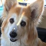 Shelley Thomson - @stinmt - Instagram