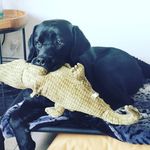 Shelley Thomson - @brochthebrave - Instagram
