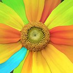 Shelli Elliott - @steenlangos - Instagram