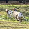 Goose and Belle - @shellipierce680 - TikTok
