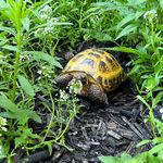 🐚💛Shellie Violet💜☘️ - @shellie_belly_the_tortoise - Instagram