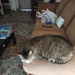 Shellie Brandt - Facebook
