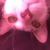 Shellie Campbell678 - @shelliecampbell67 - TikTok