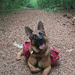 Shellie Harris - @shellie_the_gsd - Instagram