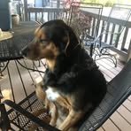 Shellie Harris - Facebook
