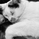 Shellie Harris - @pets_missingstudents - Instagram