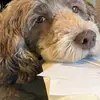 shellieholmespeters - @shellieholmespeters - TikTok