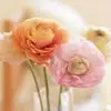shelliewarren - @shelliewarren - TikTok
