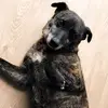 shellbyster - @shellbyster - TikTok