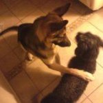Shelly Billingsley - @gsdlove08 - Instagram