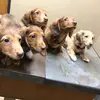 DFW Dachshunds by G & S - @shellybishop372 - TikTok