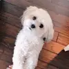 Shelly Bishop - @shelly_bishop12 - TikTok