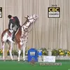 Shelly Blake - @shellyblake2 - TikTok