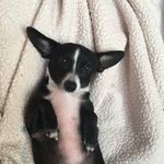 Shelly Bloom - @lolabcutestdog - Instagram