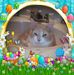 Shelly Bock - Facebook