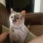 Shelly Isbester - @shellybosscat - Instagram