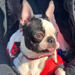 Boston Terrier 🐾 Shelly - @shelly_the_boston - Instagram