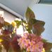 Sheila Braham - Facebook