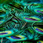 Shelly Branch - @hipportisar - Instagram