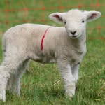 Shelly Brand - @shelly.brandsmallholding - Instagram