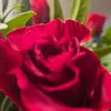 Shelly Carpenter - @shelly.carpenter6 - TikTok