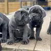 Shelly Cane Corso - @shellycanecorso - TikTok
