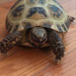 Shelley The Tortoise - @shelly_dillpickle - Instagram