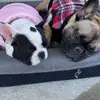 2 Best Friends London & Piper - @shellydillard - TikTok
