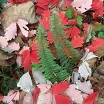 Shelley Janoff Dillard - @fernladyprop - Instagram