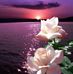 Shelly Dillon - Facebook
