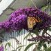 Shelley Dodd - Facebook
