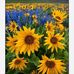 Shelly Dodd - Facebook