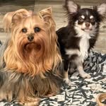 Shelley Doherty - @my_pups - Instagram