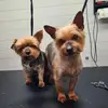 Shelley Donohoe903 - @gizmopeppa - TikTok