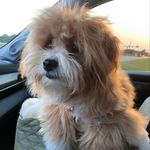 Shelly Dove - @shellybellthecotonpoo - Instagram