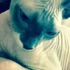 Shelly Downing - @shellydowning - TikTok