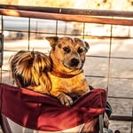 Shelly Drake - @drakes_acds - Instagram