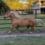 Shelly & Duke - @duke_the_palomino - Instagram