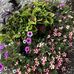 Shelly Dunham - Facebook