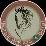 Shelly Dunn - @stormyacresequine - Instagram